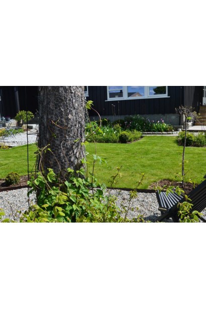 Слива приземиста Депресса на штамбі в ландшафті